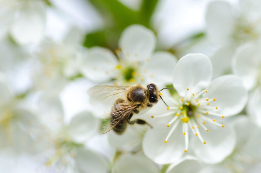 How we can help bees
